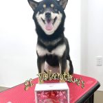 柴犬　はるちゃん