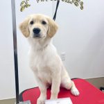 初めてご来店　ゴールデン・レトリーバー　ナナちゃん
