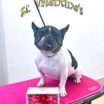 フレンチブルドッグ　　　ハルちゃん