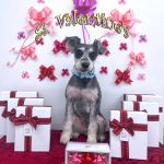 ミニュチュアシュナウザー　マーブルくん