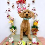 トイプードル　リープくん