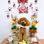 トイプードル　うるちゃん