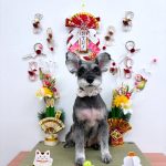 ミニュチュアシュナウザー　ゆずちゃん