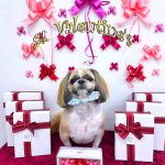 シーズー犬　陸くん　シルクパック　炭酸泉入浴