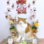 ２代目ねこ店長　たま吉くん