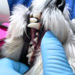 エマちゃんの歯石取り