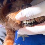 愛来くんの歯石取り