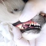 はなちゃんの歯石取り