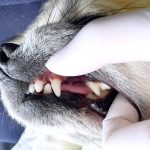 ほたるくんの歯石取り