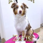 初めてご来店　オーストラリアン・シェパード　ゼウスくん　PV動画あり