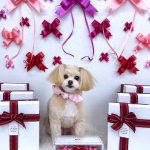 ポメプー　ニーナちゃん