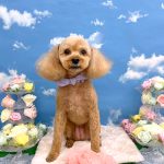 トイプードル　りんちゃん