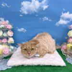 ねこ　マンチカン　たろくん