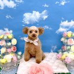 トイプードル　てんてんちゃん