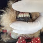 トトちゃんの歯石取り