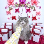 ねこ　サイベリアン　ノアくん