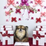 チワワｘプチブラバンソン　もずくちゃん