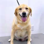 ラブラドールレトリバー　ランちゃん