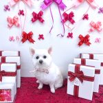 ポメｘプードル　はなちゃん　泥パック