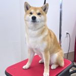柴犬　happyくん