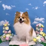 ポメラニアン　ルイくん