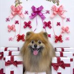 ポメラニアン　コロンちゃん
