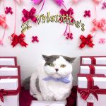 ねこ　ミヌエット　アムーくん