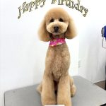 ゴールデンドゥードル　　ちゃちゃ丸くん