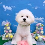 ビションフリーゼ　ラデュレくん