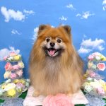 ポメラニアン　コロンちゃん