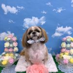 シーズー犬　陸くん　シルクパック　炭酸泉入浴