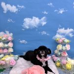 狆ｘチワワ　りーりーちゃん