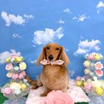 ダックスフンド　マナちゃん　炭酸入浴