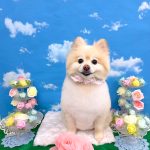 ポメラニアン　こうめちゃん