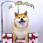 柴犬　なるちゃん