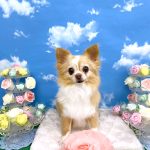 チワワ　サクラちゃん