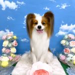 パピヨン　天くん
