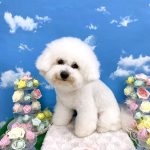 ビションフリーゼ　ゆきくん