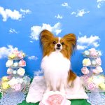 パピヨン　おもちくん