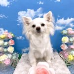 チワワ　こむぎちゃん