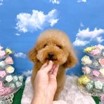 トイプードル　モコちゃん