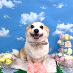 コーギーｘチワワ　もねちゃん　シルクパック