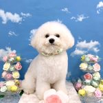 ビションフリーゼ　わさびくん