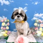 シーズー犬　しらすくん