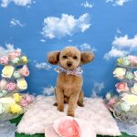 トイプードル　のあくん
