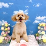 トイプードル　トトちゃん