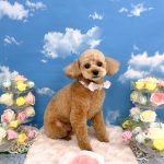 トイプードル　ププちゃん