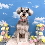 ミニュチュアシュナウザー　ひなたくん　シルクパック