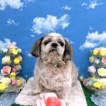 シーズー犬　陽斗くん