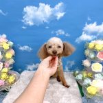 トイプードル　みこちゃん